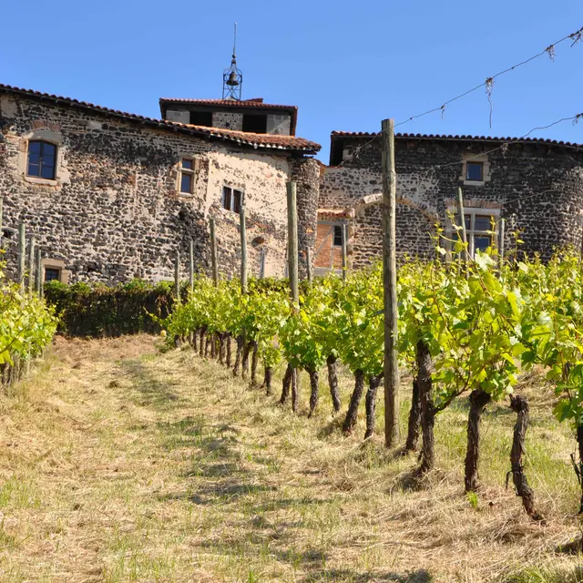 Aux ori 'vignes de Montverdun - visite gourmande_Montverdun