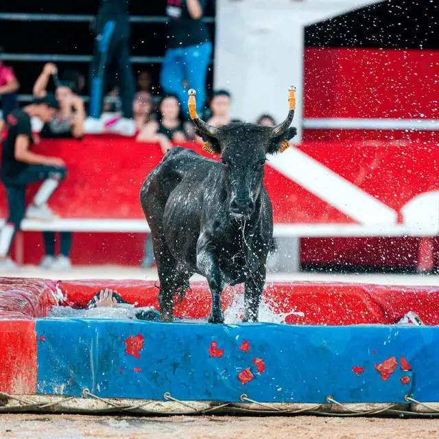 Toro piscine