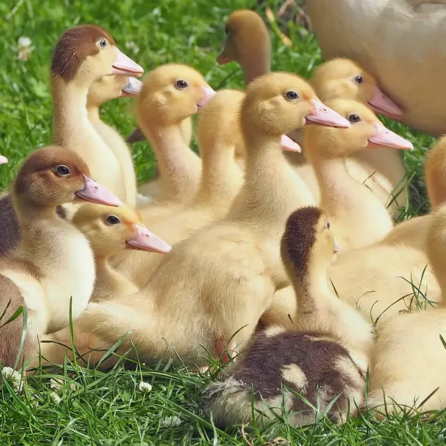 Poussins oies