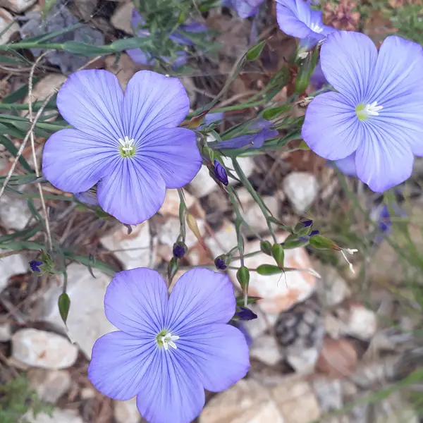 Sortie nature du Muséum : Flore du Massif de l’Étoile (Marseille)_Marseille