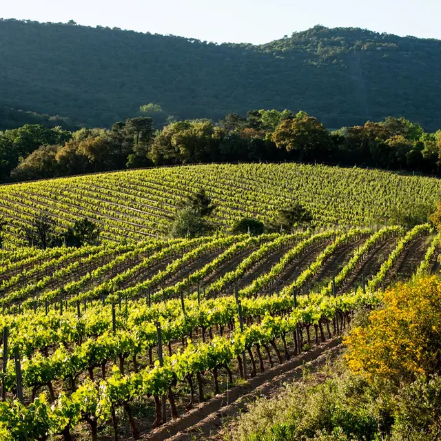 Domaine Val D'Astier