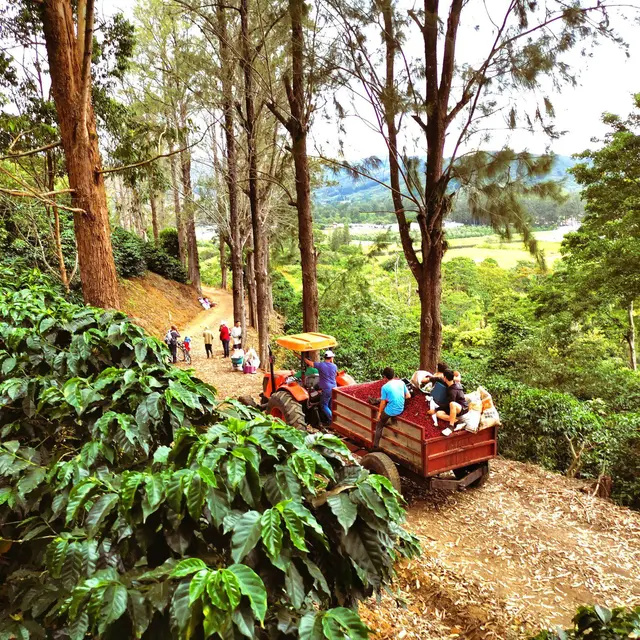 SARMIENTO Torréfaction