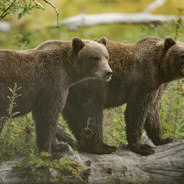 Exposition “KODIAK, l'île des grands ours” - Geoffrey Garce - Festival Du Film Nature_Saint-Gervais-les-Bains