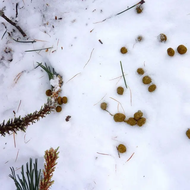 traces et ind crottes lièvre
