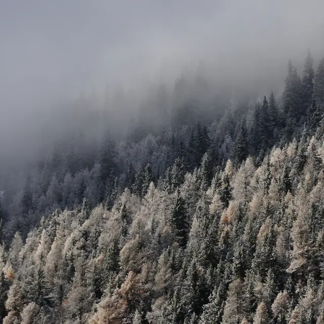 Forêt du plan envers
