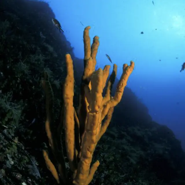 La biodiversité marine sur la Côte d'Azur_Nice