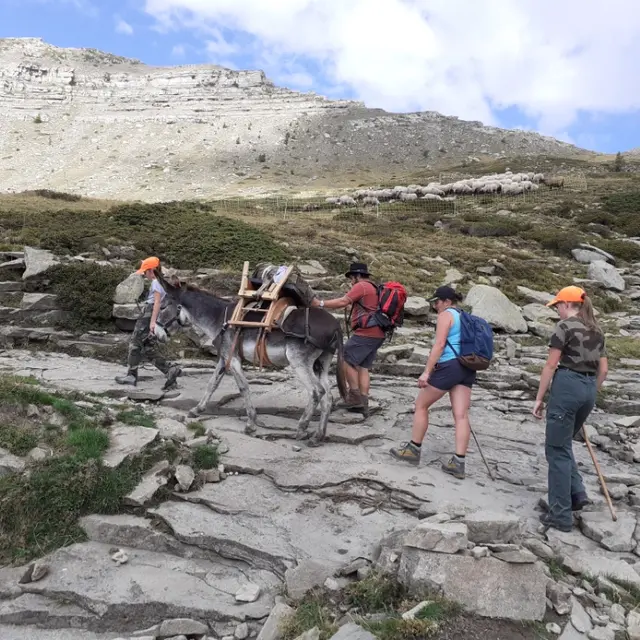 Les ânes des Villettes