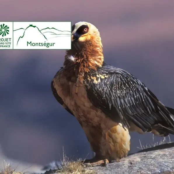 Les jeudis des oiseaux (Natura 2000) - Où sont-ils, qui sont-ils ?_Lavelanet