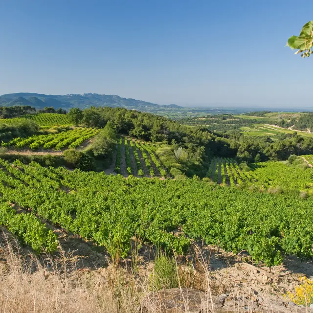 Visite du vignoble et de la cave - Domaine du Bramadou_Roaix