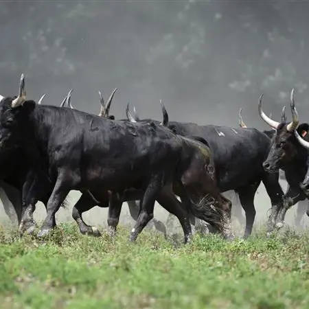 Soirée Camarguaise à la manade Blanc_Arles