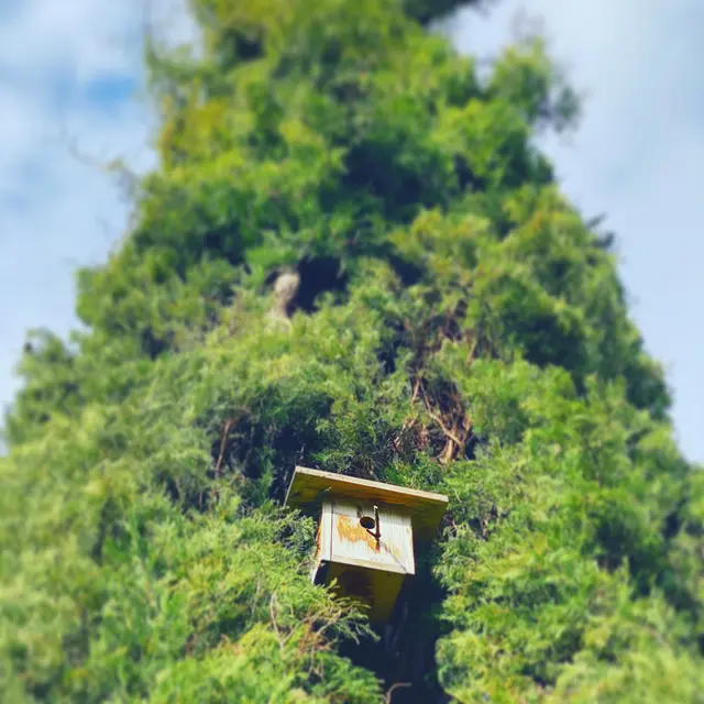 Atelier enfant - Sacrés piafs !_La Tronche