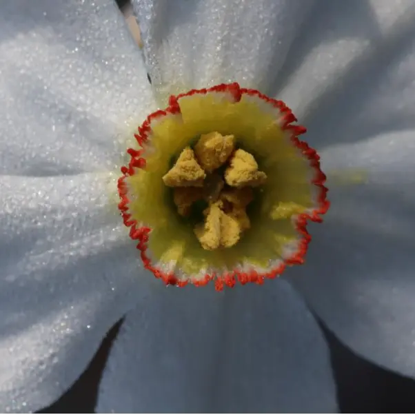 [EXPOSITION] Plantes sauvages du Massif central