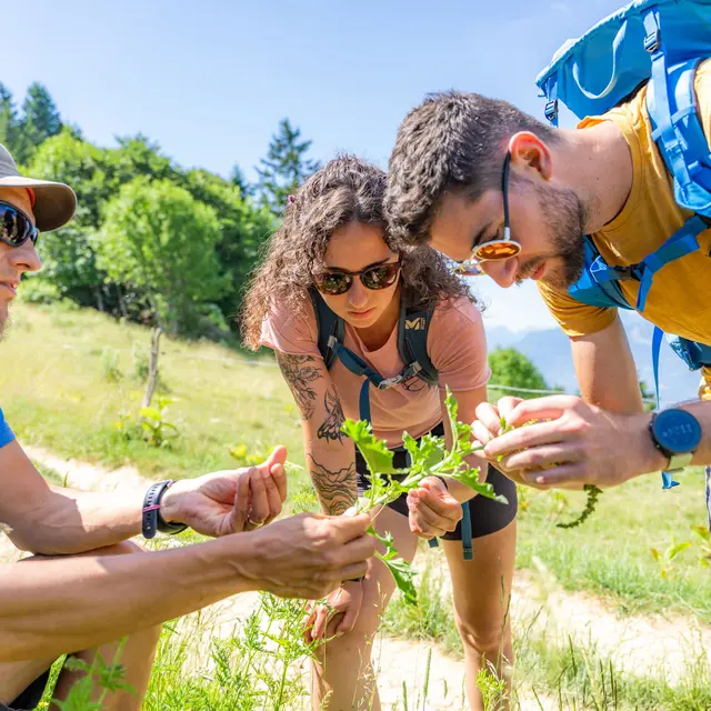 Stage d'herboristerie_Leschaux