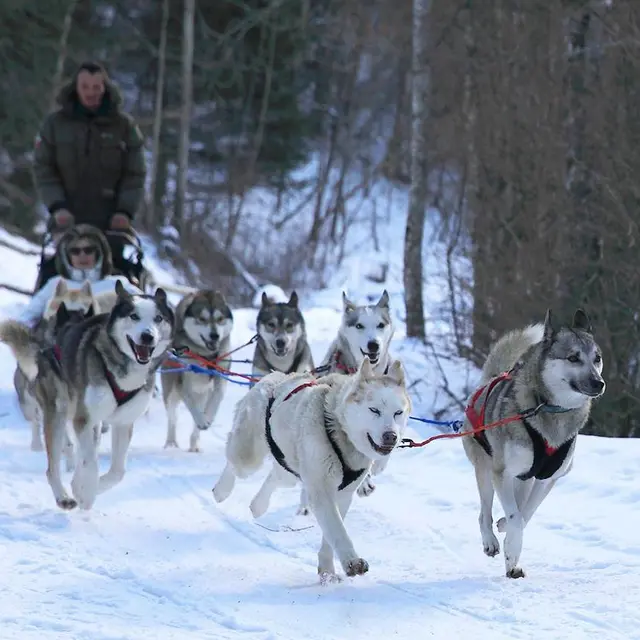 Les traîneaux de la vallée des ours