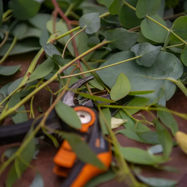 Atelier pratique : bouturage_Annecy