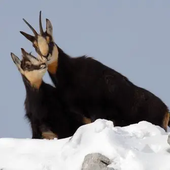 La faune en hiver à raquettes_Thollon-les-Mémises