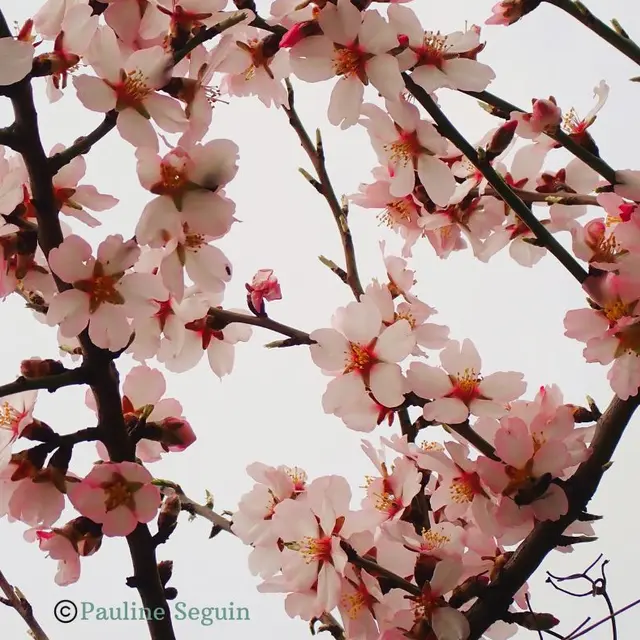 Amandiers en fleurs