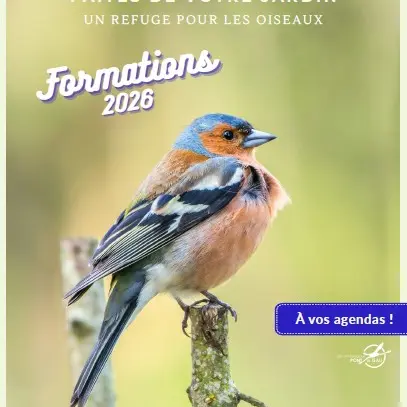 Formation Oiseaux des Jardins_Saintes-Maries-de-la-Mer