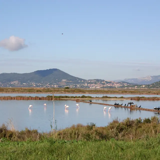 Grands cormorans et flamants roses sur les salins des Pesquiers