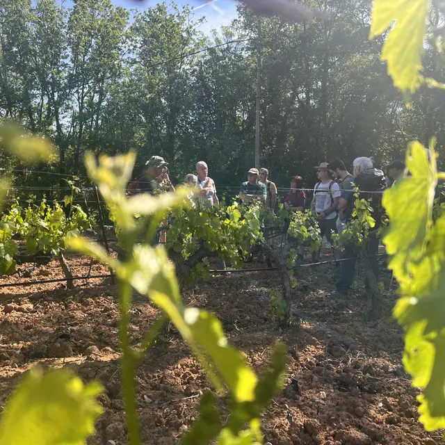 Le sentier Vigneron d’Auriol et découverte la cave des Vignerons du Garlaban - Journée_Auriol