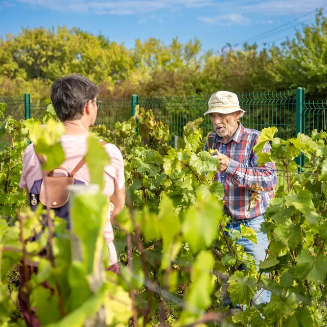 JEP 2026 - Aux jardins de la Contrée de Gauvin : immersion au cœur du conservatoire de ceps hybrides