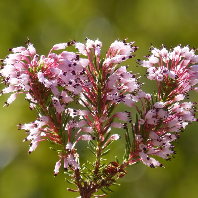 Erica multiflora