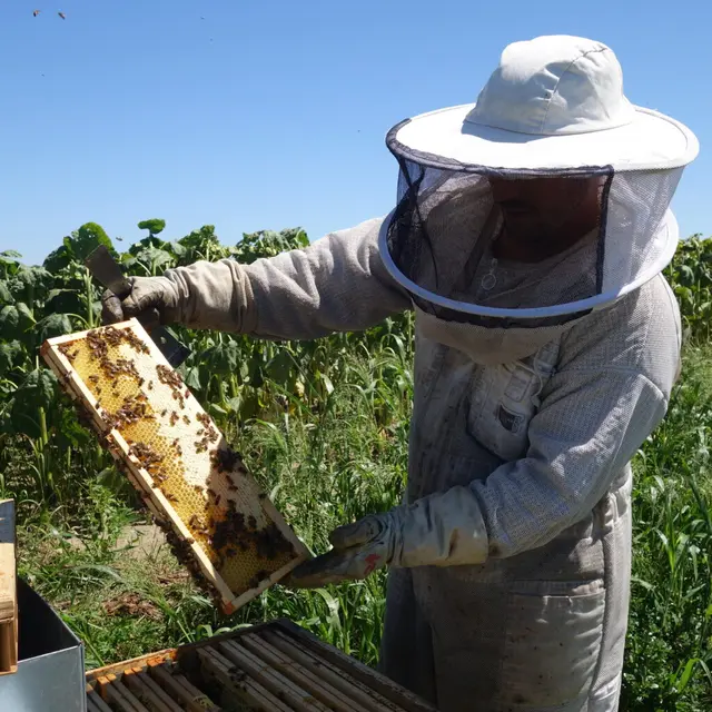 Au cœur de la ruche : élever et protéger ses abeilles_Lavelanet