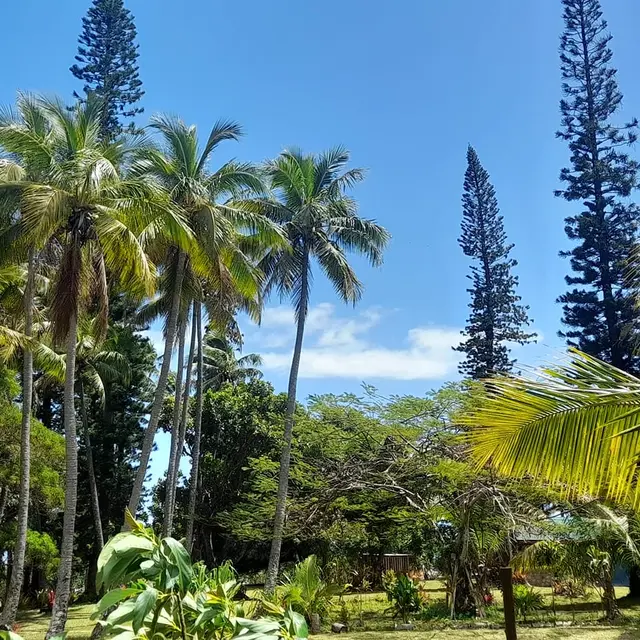 Camping Nékitè_Yaté