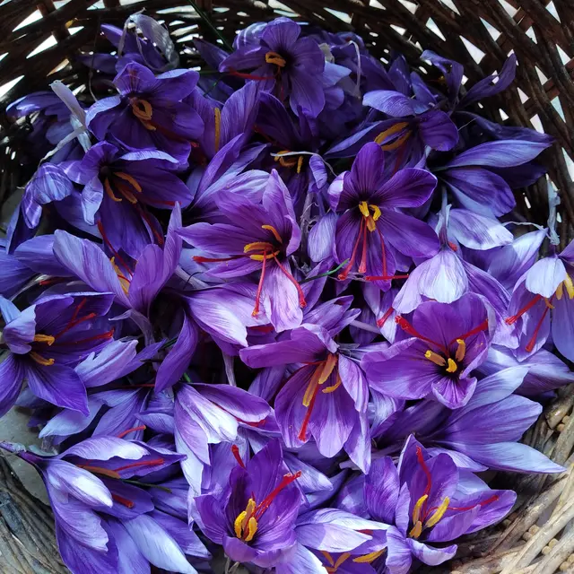 Panier de fleurs de Crocus