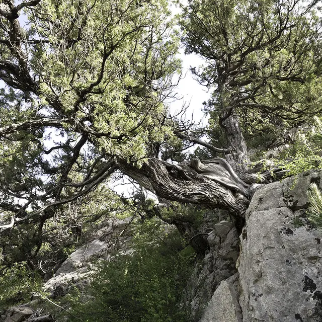 Genévriers Thurifères - randonnée pédestre -Saint-Crépin - Guillestrois