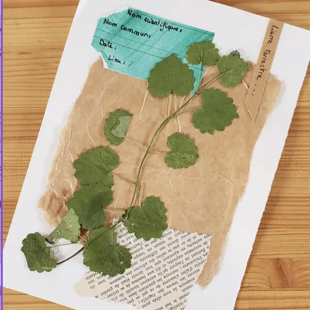 Atelier herbier_Aillon-le-Jeune