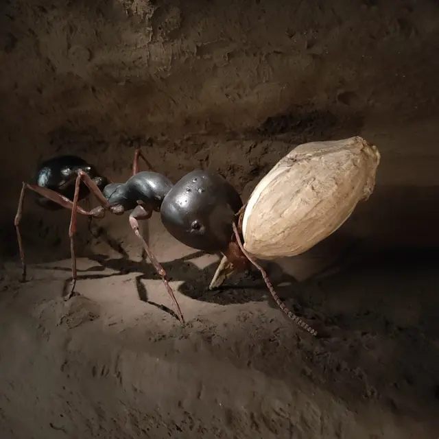 Atelier découverte au Naturoptère Vis ma vie de fourmi_Sérignan-du-Comtat