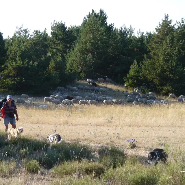 Balade nature: La Transhumance