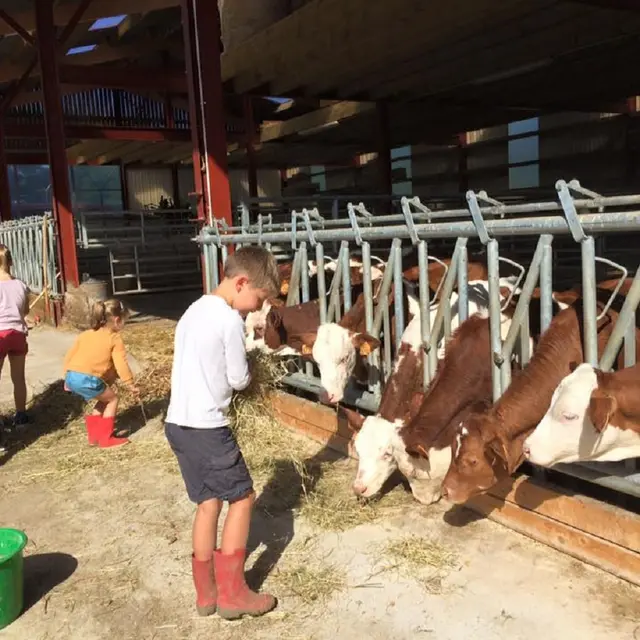 Alimentation des vaches