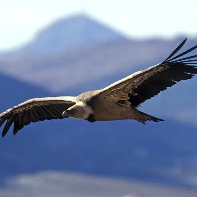 La Maison des Vautours
