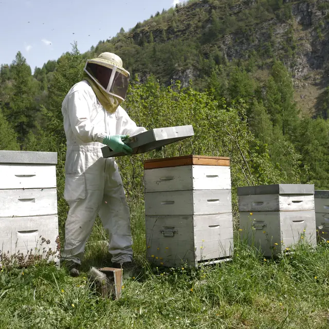 Les abeilles de Luc - Luc Marchand