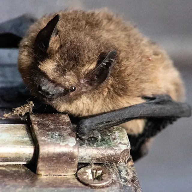 Apéro-Chiro : Film court sur les Chauves-Souris et discussion autour d'un verre_Tende