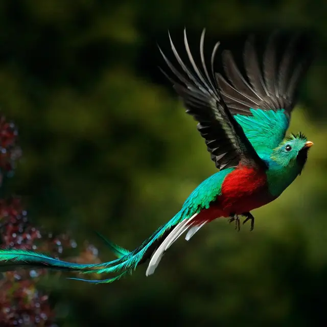 Rencontre - Les oiseaux d'ici et d'ailleurs_Bonneville