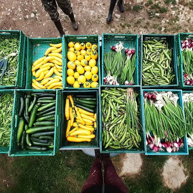 Production maraîchère