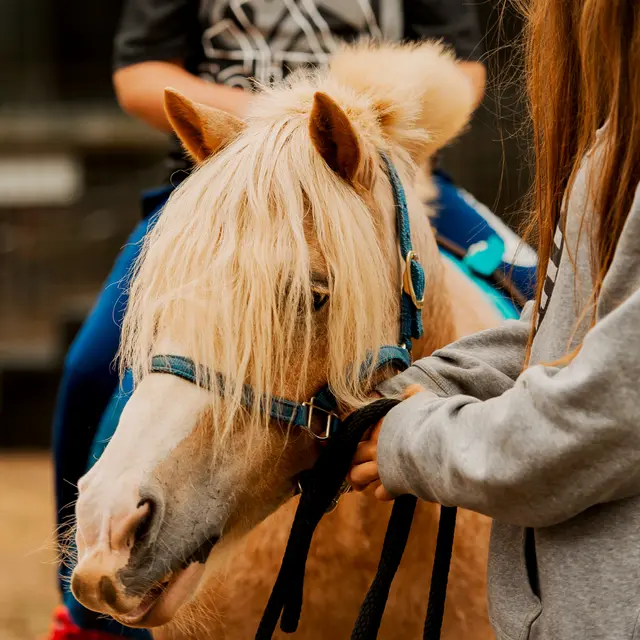 Balade à poneys