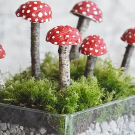 champignons