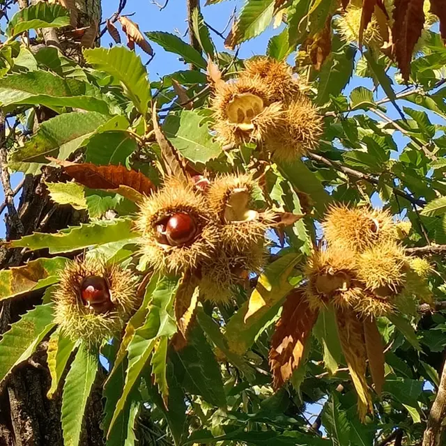 Sortie - Automne, châtaignes et champignons_Anduze