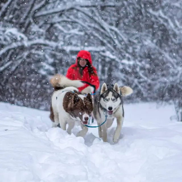 Mushing