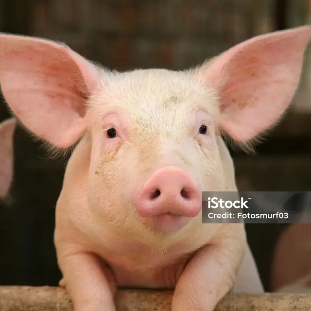 Fête du cochon_Saint-Martin-Vésubie