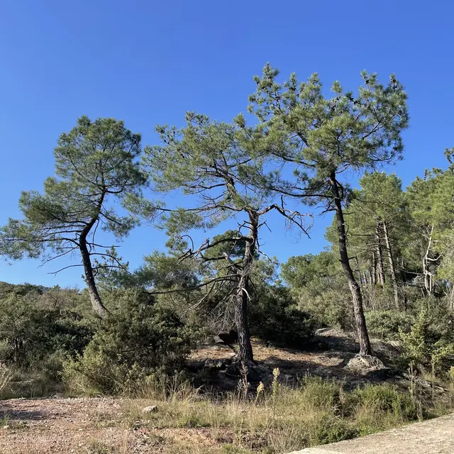 forêt de rouvergue