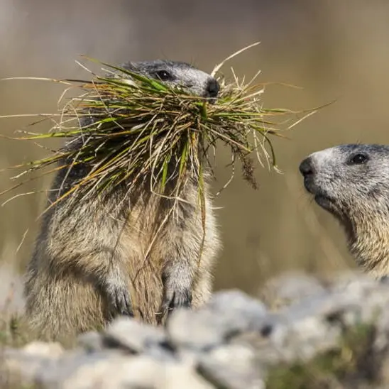 Jeu d'enquête Marmotte, tu dors ?_Les Contamines-Montjoie