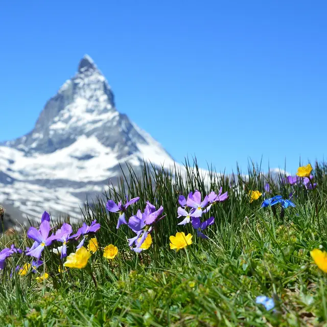 Découvrez les fleurs des Alpes avec le Bureau Montagne de Passy_Passy