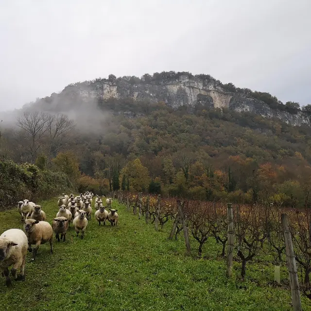 Les Pieds dans le Local®, spécial producteurs ! Visite d'exploitation : Cave Martin Barbaz_Izieu
