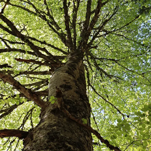 Les forêts du Fossat_Job