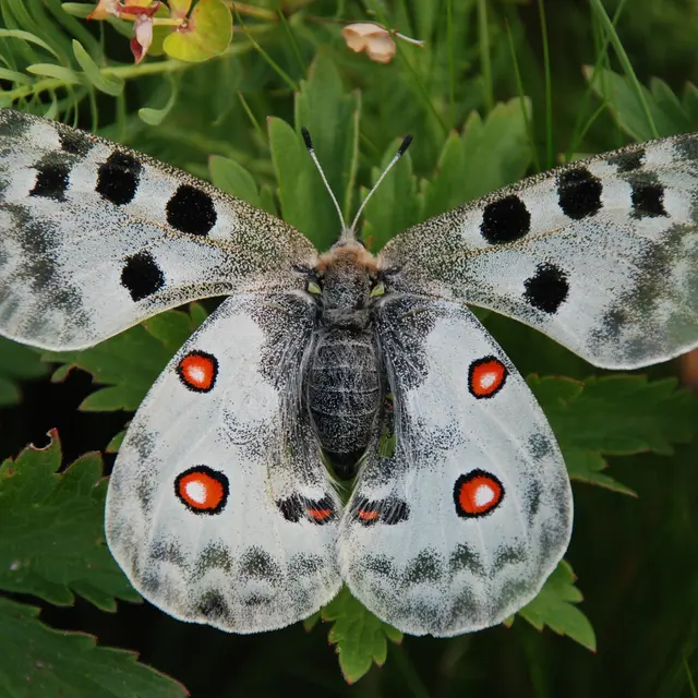 Les secrets du Jardin à Papillons d'Allos